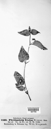 Phyllosticta violae image